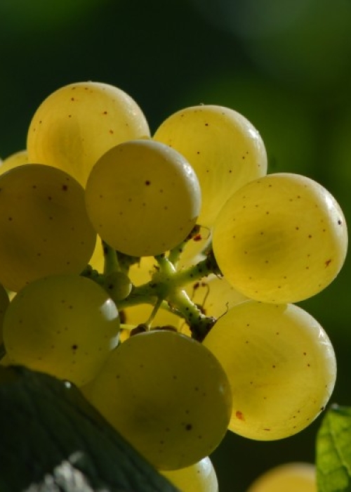 Chardonnay ANT 0918